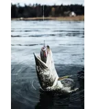 Rapala Super Shadow Rap