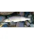 Sven Laanet's handmade lures for seatrout