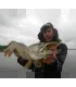 Gunki Grubby Shad