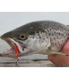 BKK Freshwater Fishing Yellow UV Coated Treble Lure Hook SPEAR-21