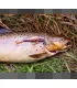 Salmo Bullhead