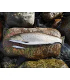 Viirastus Kraken handmade spoons for sea trout