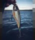 Rapala Twitchin' Rap
