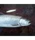Sven Laanet's handmade lures for seatrout