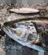 Sven Laanet's handmade lures for seatrout