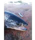 Remen Blue Fox Moresilda Classic spoon for sea trout