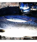 Sven Laanet's handmade lures for seatrout